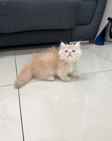 Napoleon cream kitten