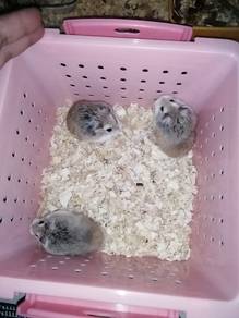 Hamster Roborovski Agouti