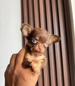 chihuahua puppies available 