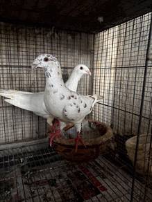 Burung Merpati German Beauty