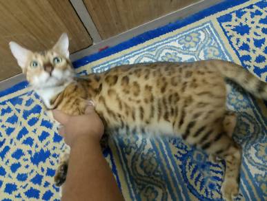 Kucing bengal sepasang untuk di letgo