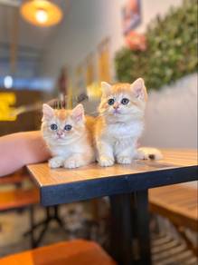 bsh british shorthair golden ny12 kitten female