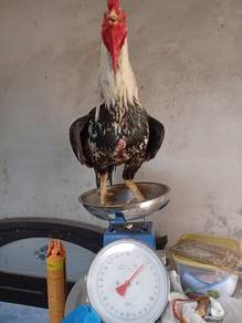ayam baka siam