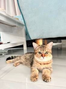 Munchkin for rehome