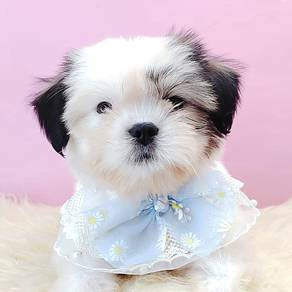 Shih Tzu