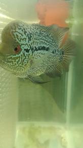 flowerhorn 