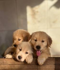 golden retriever puppies 9