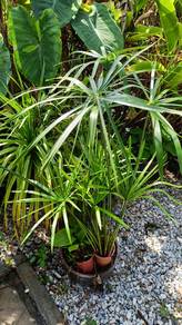 pokok umbrella palm 