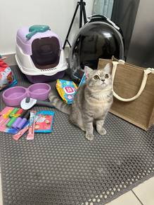 Kucing Betina British Shorthair