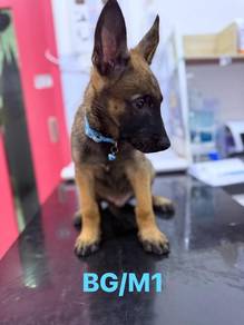 belgian malinois male