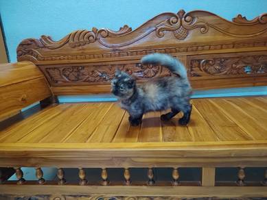 Standard Munchkin 