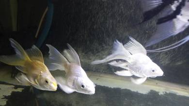 Short Body Butterfly Koi