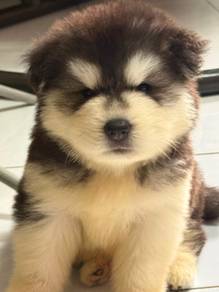 husky puppy