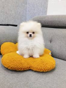 Tiny Pomeranian puppy
