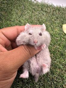 Hamster Campbell rex, Syrian 
