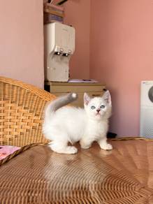 munchkin