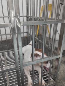 Jack Russell Terrier