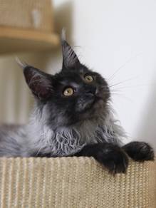 Black Smoke Maine Coon