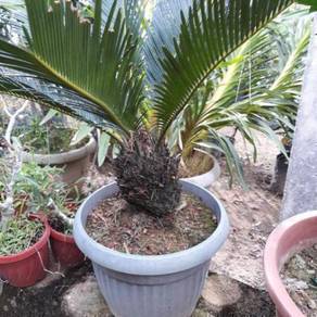 Benih Cycas Revoluta
