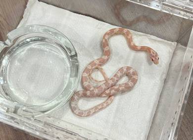 Corn Snake