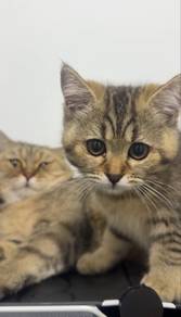 BSH tabby - Female