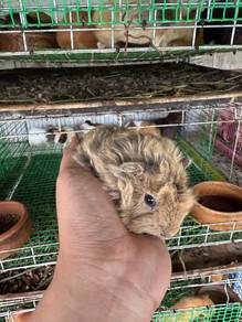 Guinea Pig / Tikus Belanda