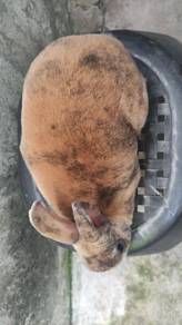 Arnab Minirex Jantan