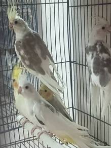 Cocktail anak muda