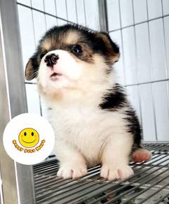 K1022KL Welsh Corgi puppies dogs