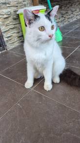 Kucing putih untuk Rehome