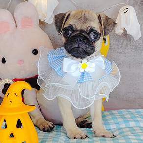 Pug