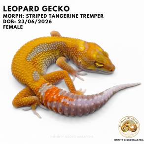Leopard Gecko Striped Tangerine Tremper Johor JB