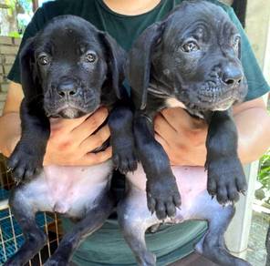 CC9111 Cane Corso black haired puppies