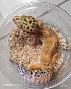 Leopard Gecko