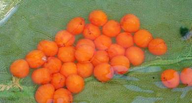Malaysia golden crossback fish egg -wholesale
