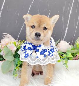 Shiba