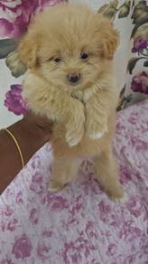 Pompoo