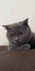 BSH MALE for rehome