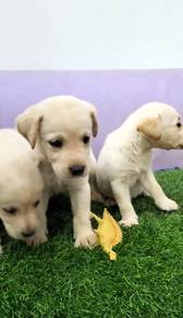 Labrador retriever mka and microchip