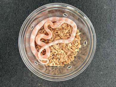 coral snow corn snake ular jagung