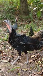 Ayam Belanda Betina