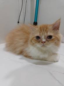 cat for rehome