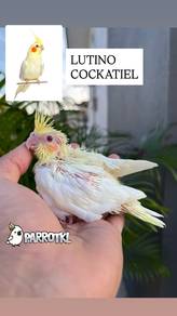 lutino bird cockatiel burung