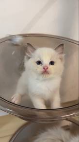 male ragdoll rehome