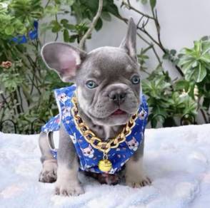 FRENCH BULLDOG PUPPIES🌻A205 Lilac Tan Male/Female