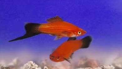 Red sword fish