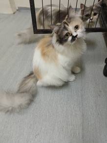 Kitten for rehome
