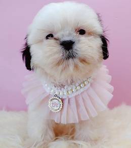 Shih Tzu