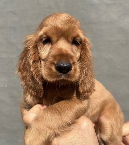 ENGLISH COCKER SPANIEL PUPPIES F415🌻Female