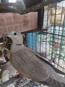Terkukur J